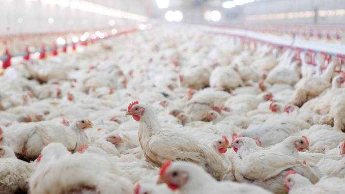 broiler-photo-